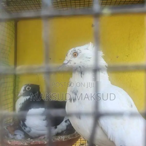 Pigeon