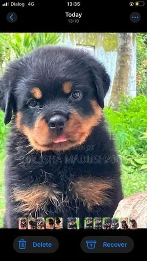 Rottweiler Puppy