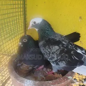 Pigeon