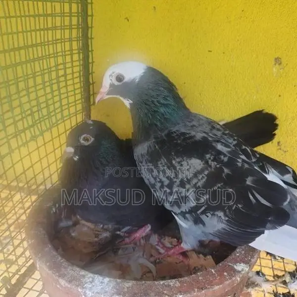 Pigeon