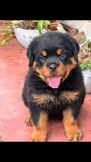 Rottweiler Puppy