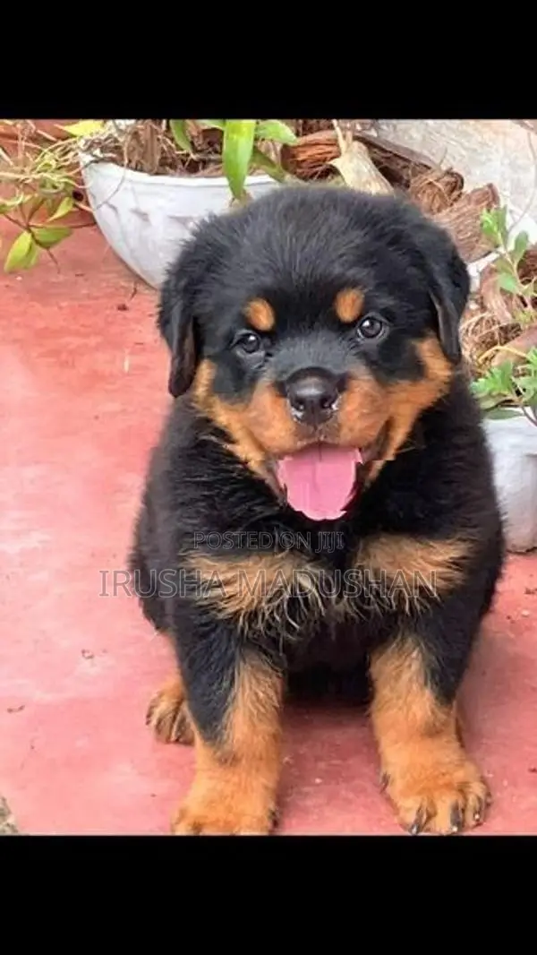 Rottweiler Puppy