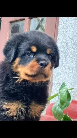 Rottweiler Puppy