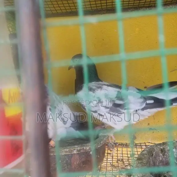 Pigeon