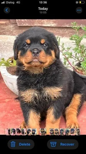 Rottweiler Puppy