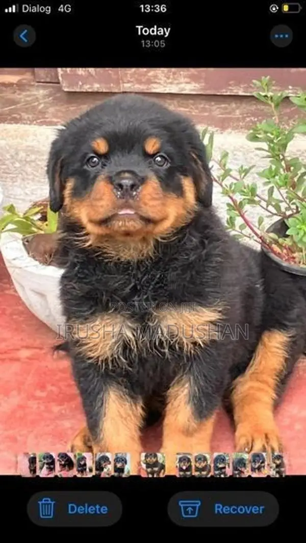 Rottweiler Puppy