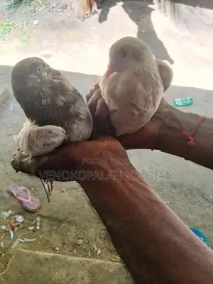 றைசர் புறா