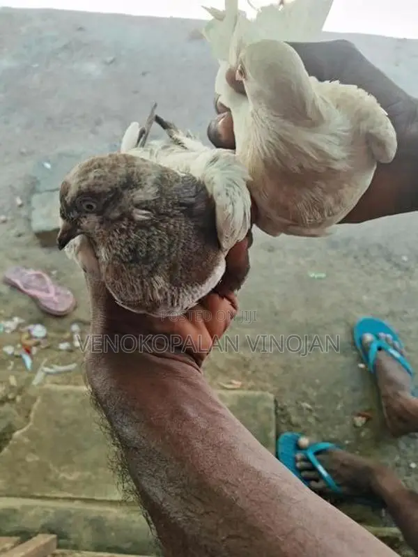 றைசர் புறா