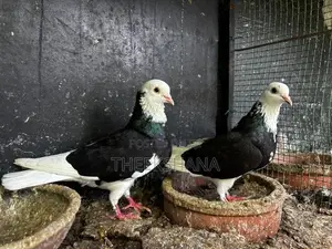 Pigeon