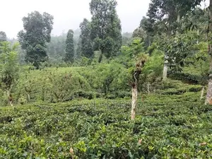 Tea Estate for Sale – Matale District