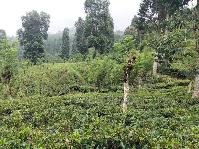 Tea Estate for Sale – Matale District