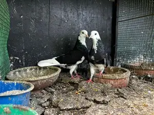 Pigeon