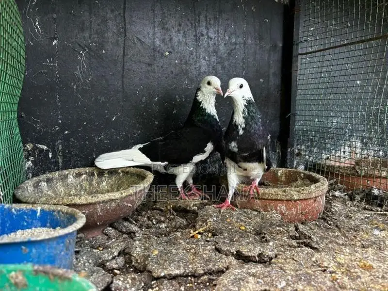 Pigeon
