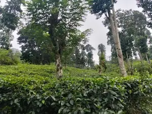 Tea Estate for Sale – Matale District