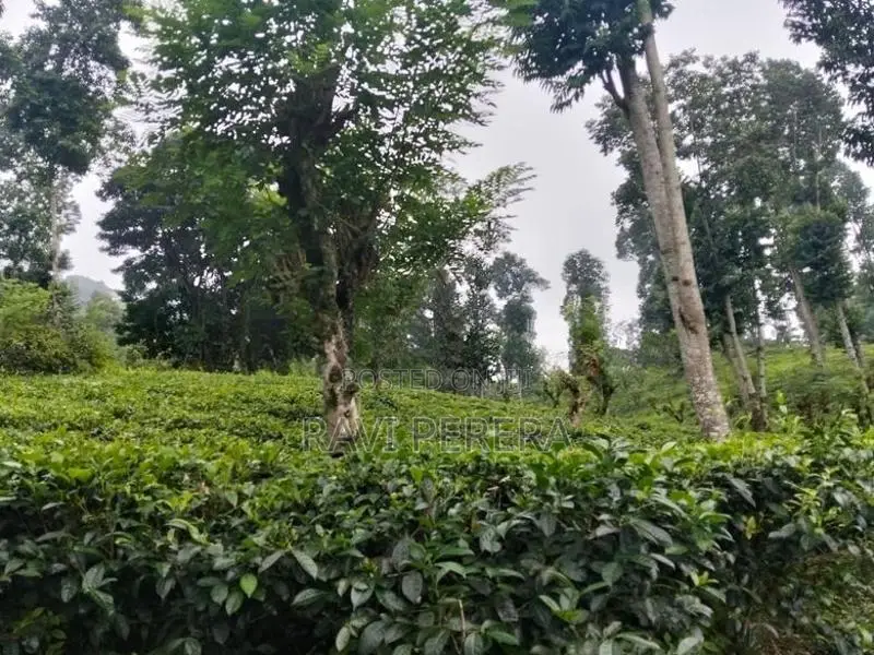 Tea Estate for Sale – Matale District