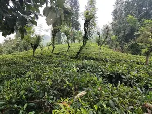 Tea Estate for Sale – Matale District