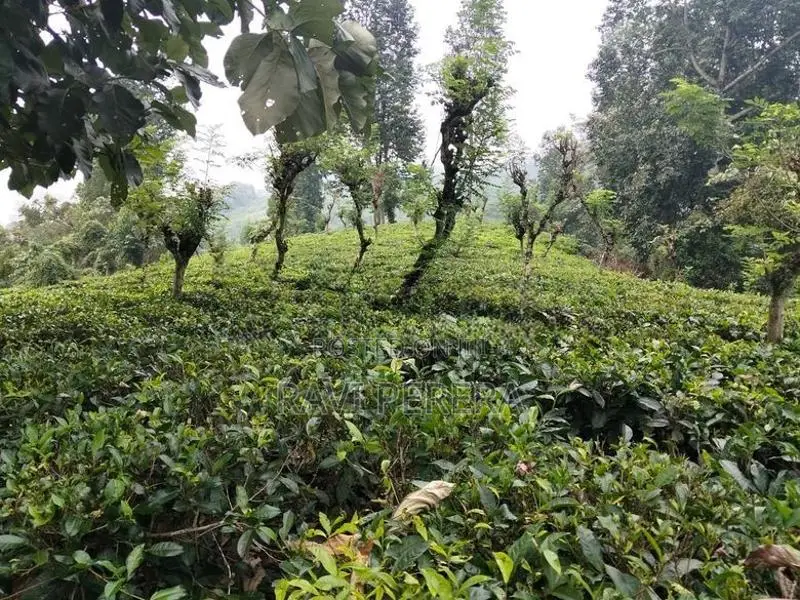 Tea Estate for Sale – Matale District