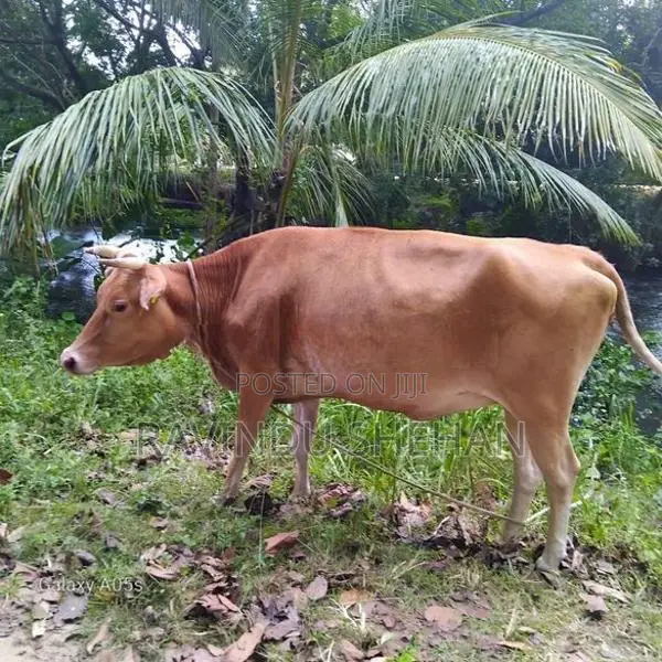 ජර්සි ෆ්‍රීශියන් වැස්සි