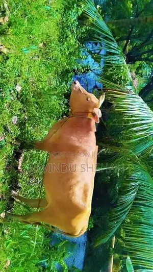 ජර්සි ෆ්‍රීශියන් වැස්සි