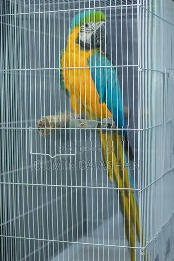 Macaw Bird