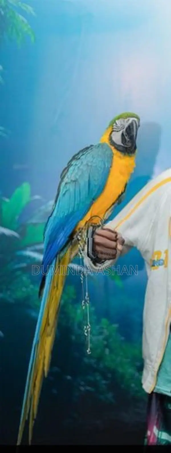 Macaw Bird