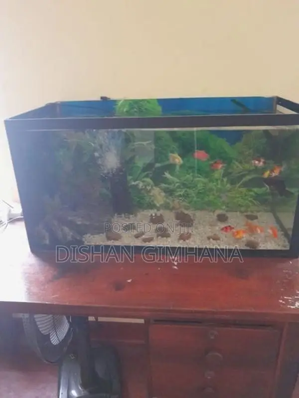 Fish Tank