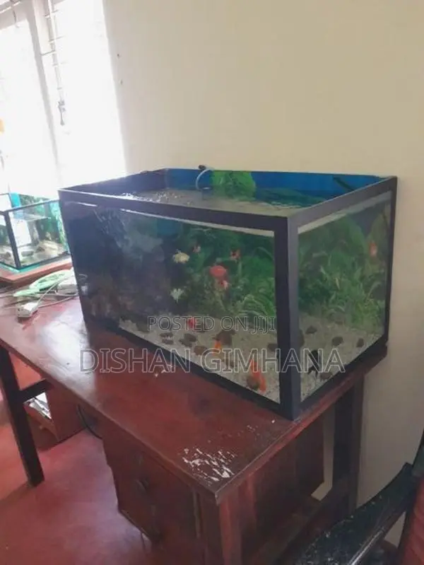 Fish Tank