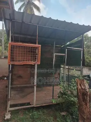 Pigeon cage