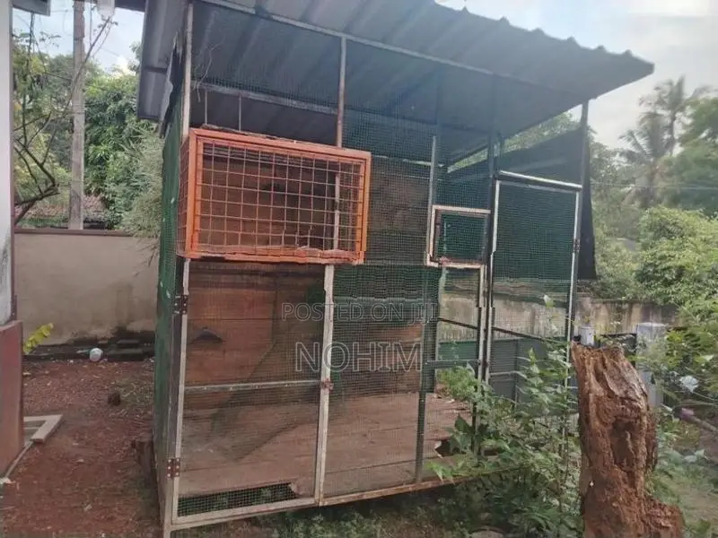 Pigeon cage