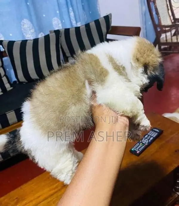 Shih Tzu Puppies
