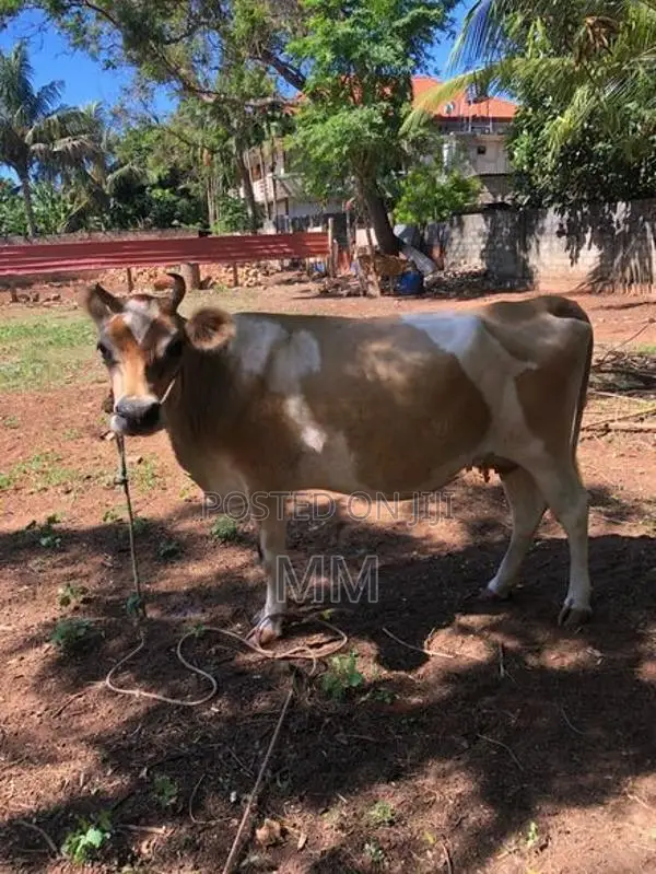 Milk Cow