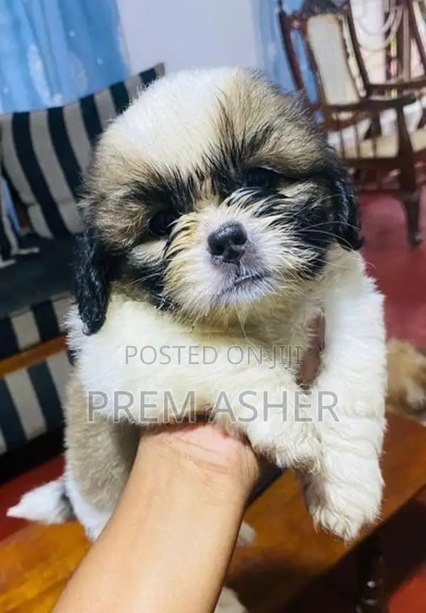 Shih Tzu Puppies