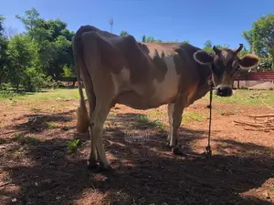 Milk Cow