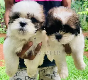 Shih Tzu Puppies