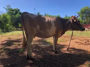 Milk Cow