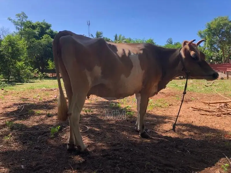 Milk Cow