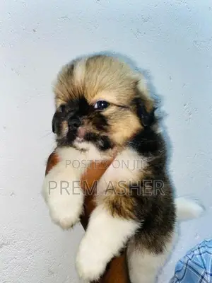 Shih Tzu Puppies