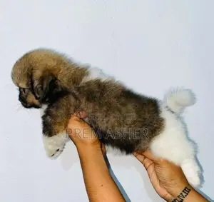 Shih Tzu Puppies