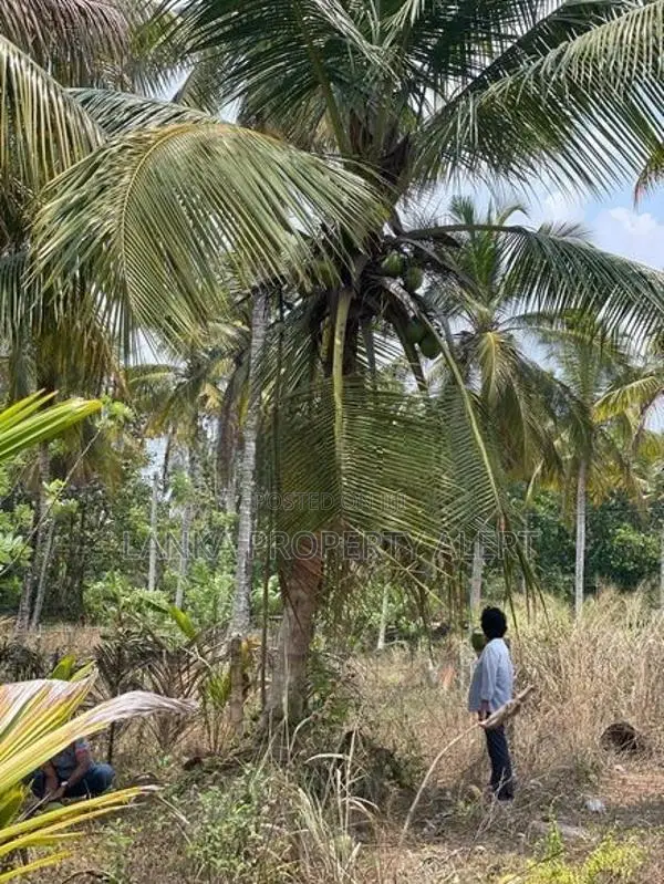 Land Block for Sale Divulapitiya
