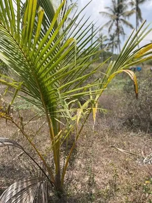 Land Block for Sale Divulapitiya