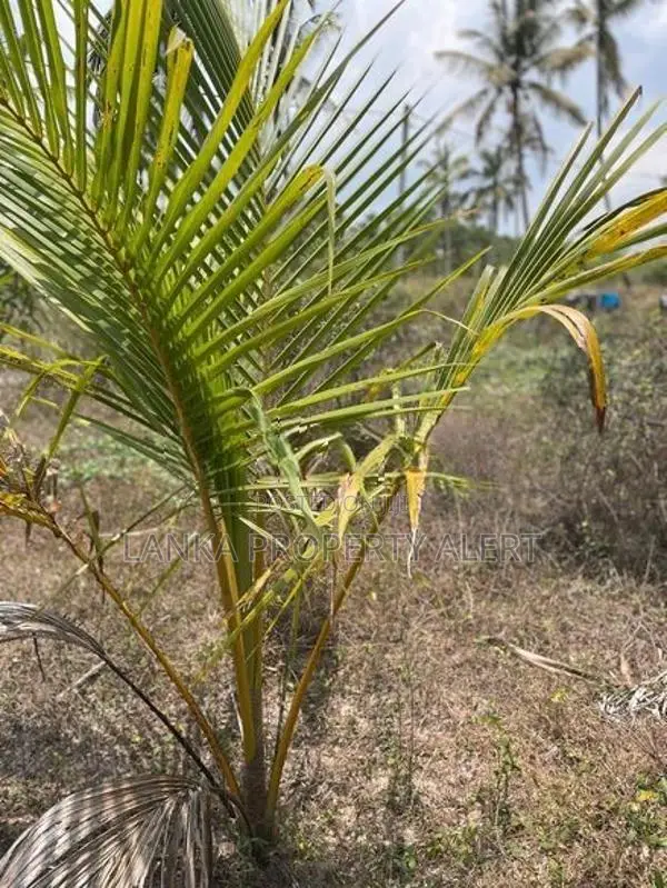 Land Block for Sale Divulapitiya