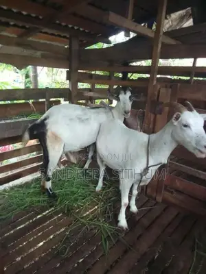 එලුවන් (යමුනපරි එක එලුවයි,සනාන් කිරි 3 යි , )