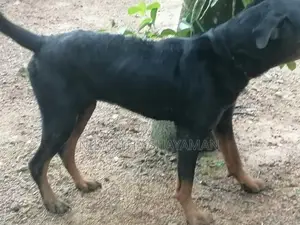 Rottweiler Dog
