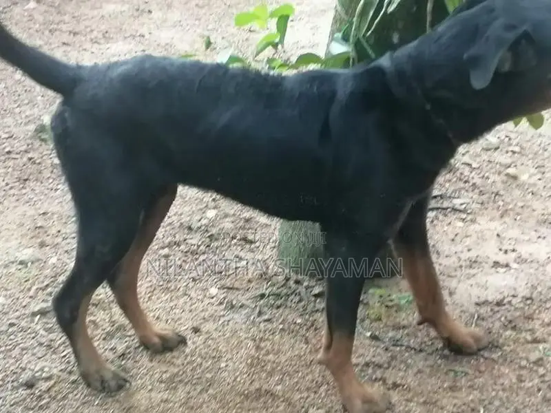 Rottweiler Dog