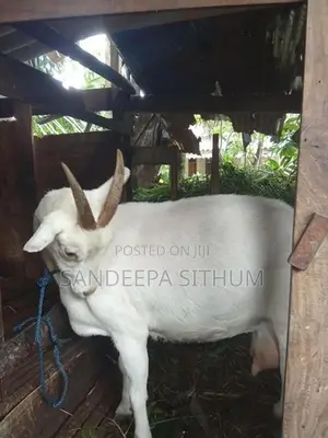 එලුවන් (යමුනපරි එක එලුවයි,සනාන් කිරි 3 යි , )