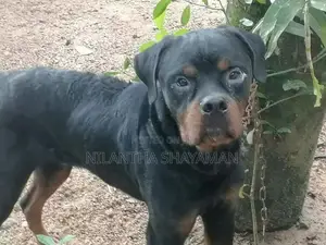 Rottweiler Dog