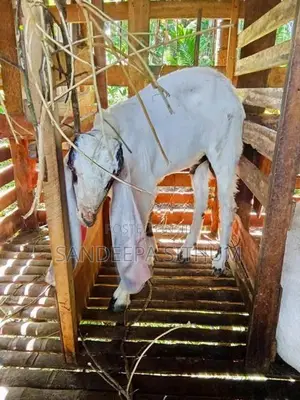 එලුවන් (යමුනපරි එක එලුවයි,සනාන් කිරි 3 යි , )