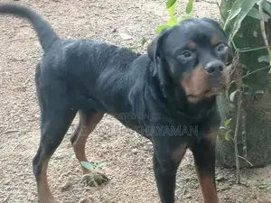 Rottweiler Dog