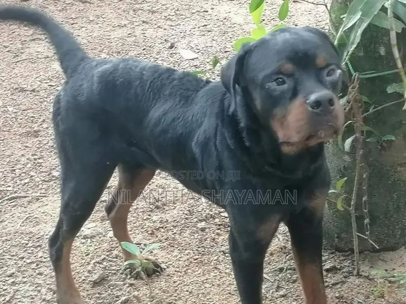 Rottweiler Dog