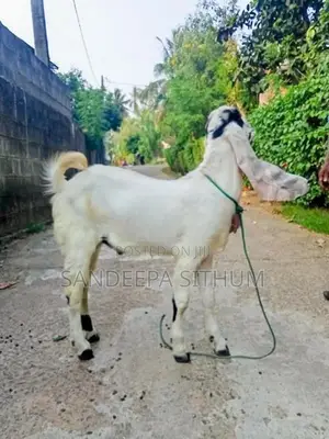 එලුවන් (යමුනපරි එක එලුවයි,සනාන් කිරි 3 යි , )
